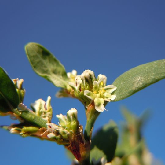 Rezervația de soluri sărăturate