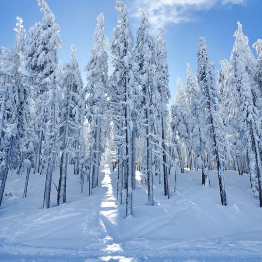 Mount Bachelor ski area