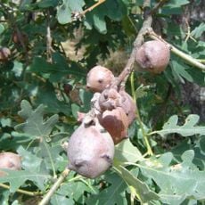 Jardín botánico Villa San Roque