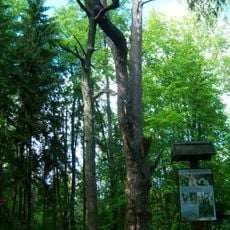 Rumšiškių miško pušis