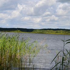 Stirniai