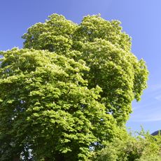 Aesculus hippocastanum 9-38/B
