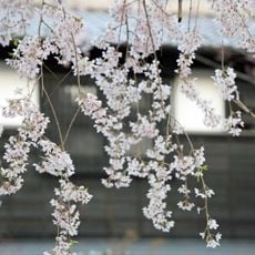 八幡杜の館