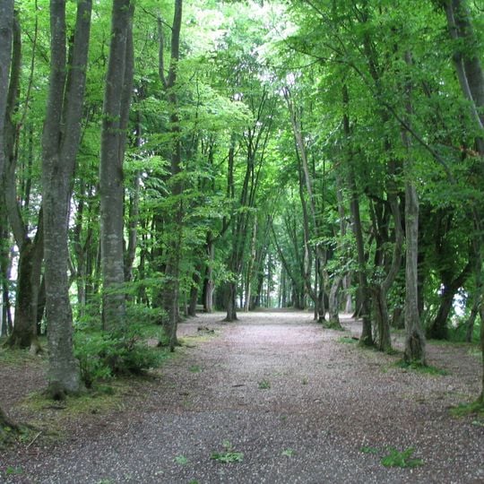 So-called forest cathedral of the Beromünster Abbey