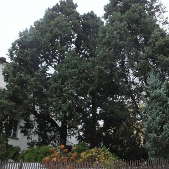 Pomnikowe jałowce przy ulicy Łomiańskiej 10