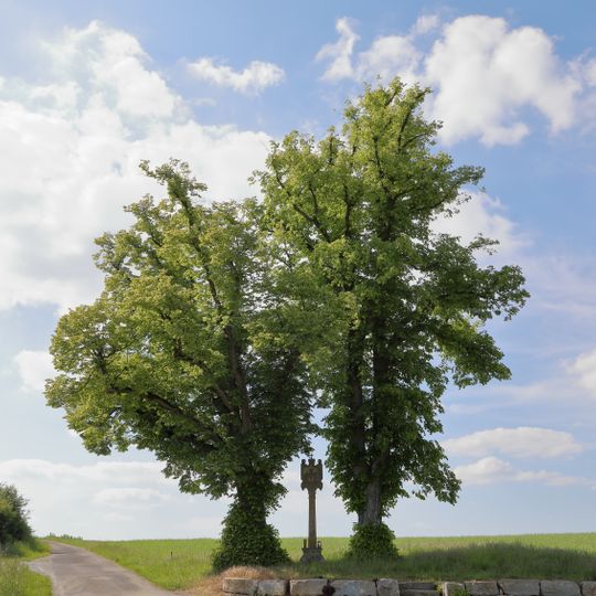 2 Linden im Gewann „Heiligenrain“