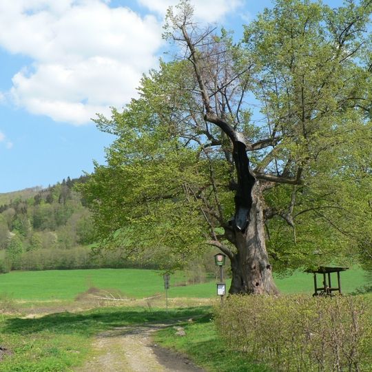 Lípa u Ztraceného potoka