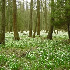 Nature reserve Králova zahrada