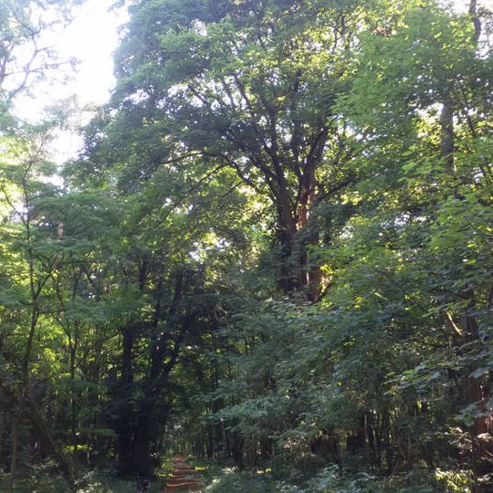 Naturdenkmal Berg-Ahorn Heerstraße, Abt. 1255 a 12, direkt an der Kreuzung in Grüntal