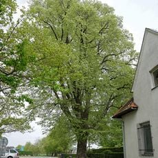 Lípa u hřbitova v Říčanech