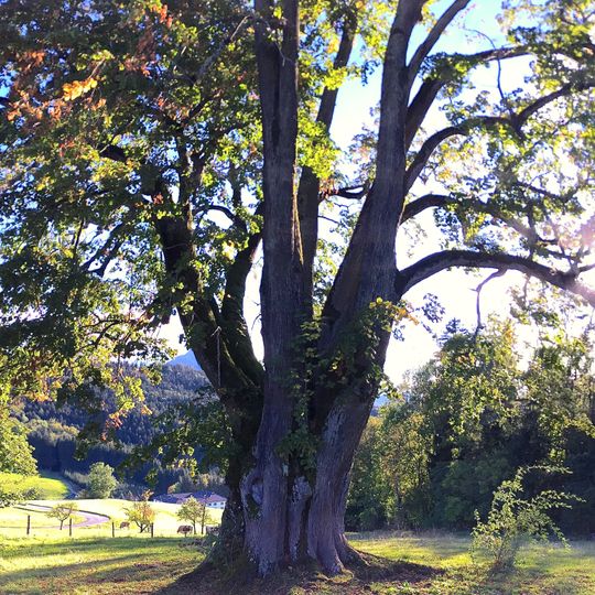 Sommerlinde bei Kogl