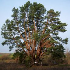 Kalnelio daugiakamienė pušis