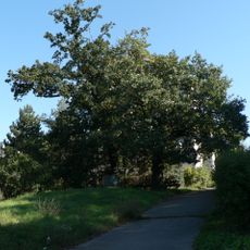 Skupina dubů letních v ulici Mezivrší