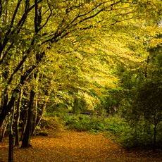 Laerbeek Wood