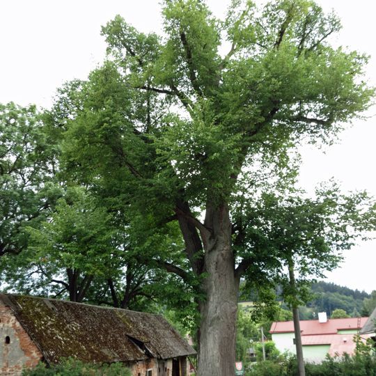 Lípa ve Velkých Svatoňovicích
