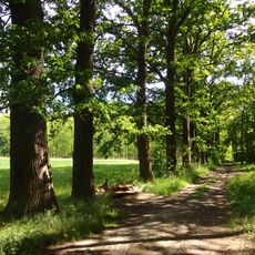 Dubové stromořadí II