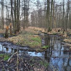 Erlenbruch am Herthasee
