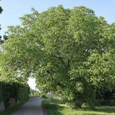 Walnußbaum Gew. Krötlach
