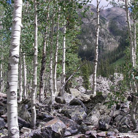 Weminuche Wilderness