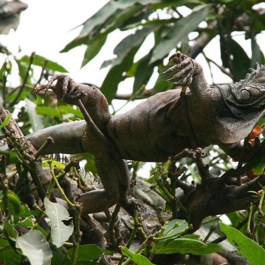 Jardín botánico de Guayaquil