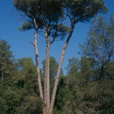 Pi de les Quatre Besses