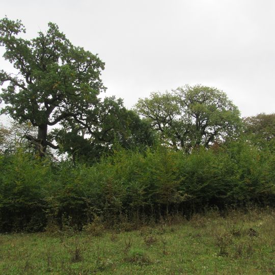 Shutromyntsi Quercus