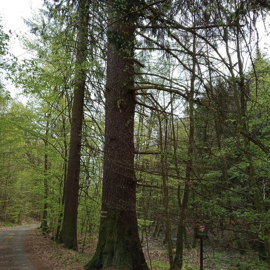 Smrk pod Leontýnskou kapličkou