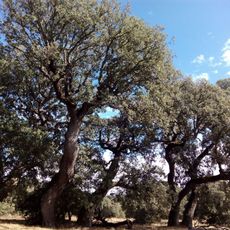 Encinar de Camparañón