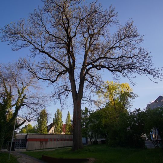 Esche an der Leonberger Straße