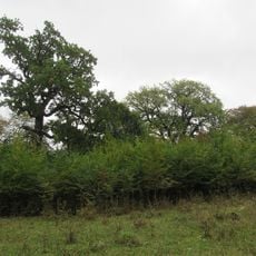 Shutromyntsi Quercus