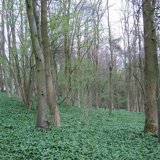Kingscote and Horsley Woods