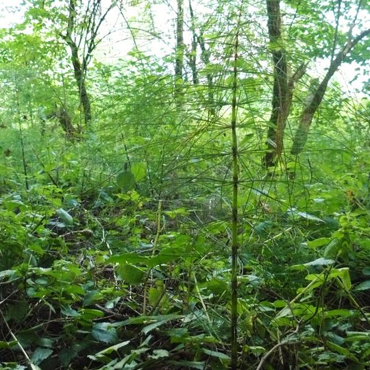 Nature reserve Dołęga