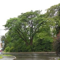 Bäume im Park der Johannes Kepler Universität