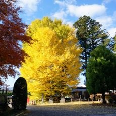 長泉寺の大銀杏