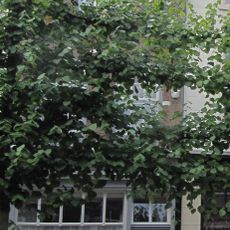 Pand met puntgevel van het Dordtse type