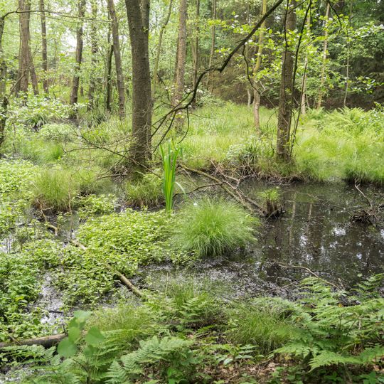 NSG Hasselbach /Schwarzenbrink / Heidemoor am Kupferberg