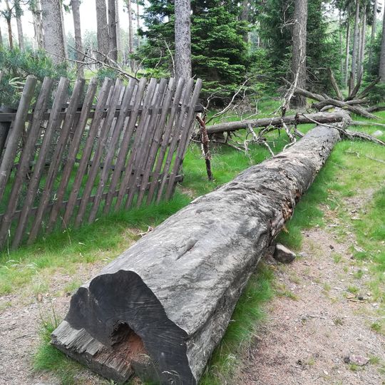 Tobiášova borovice