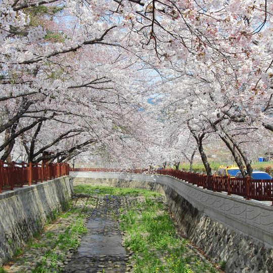 Gyeonghwa Station Cherry Blossom Road