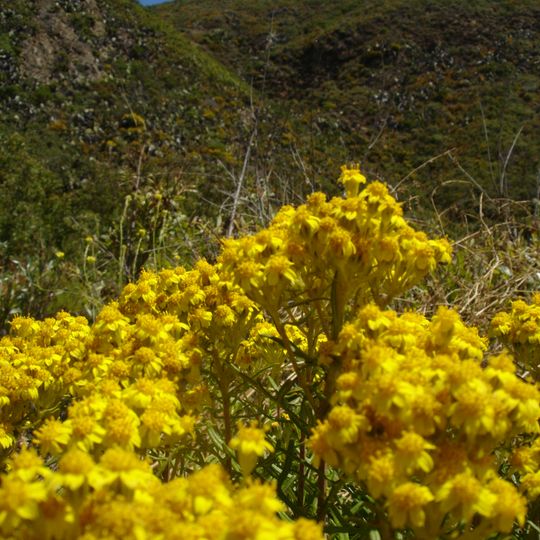 Garrapata State Park