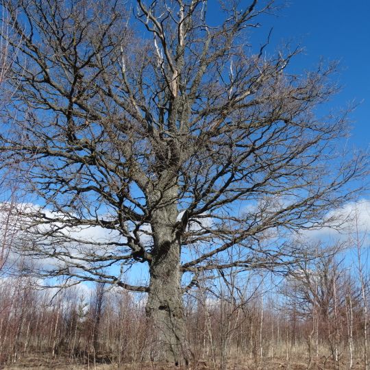Mukulių III ąžuolas