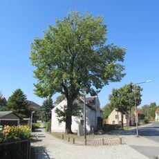 Albert oak Weißig