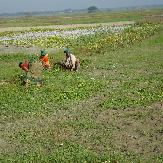 Sirajdikhan Upazila