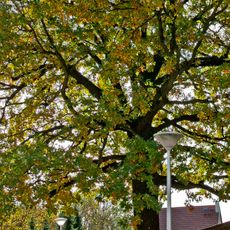 Naturdenkmal  [[Eichen|Eiche]]-[[Stieleiche]] (''Quercus robur'') Wilhelm‑Nevoigt‑Platz in Ströbitz