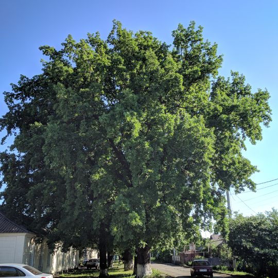 Duby Chereshchati, Semenivka