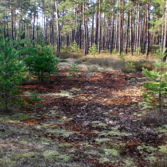 Nürnberger Reichswald