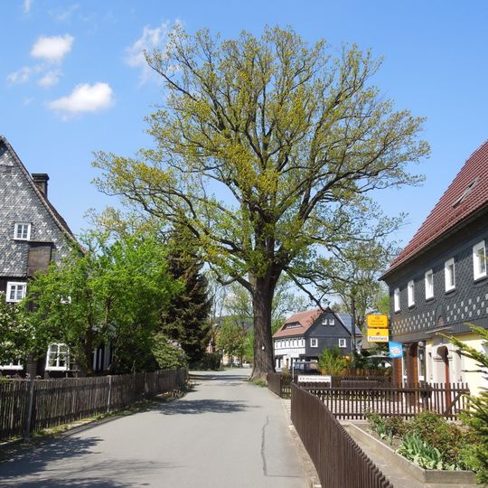 Stiel-Eiche an der Teichstraße 27