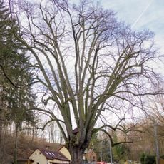 Lípa u Zlatého potoka