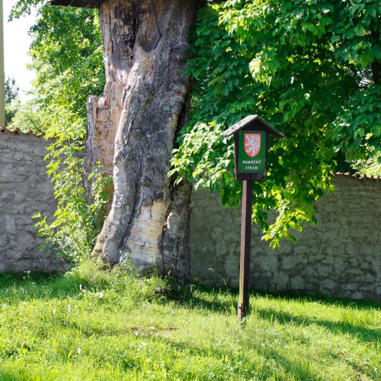 Stump of Acer pseudoplatanus in Mrtník