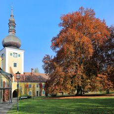 Schloßbuche in Attnang-Puchheim