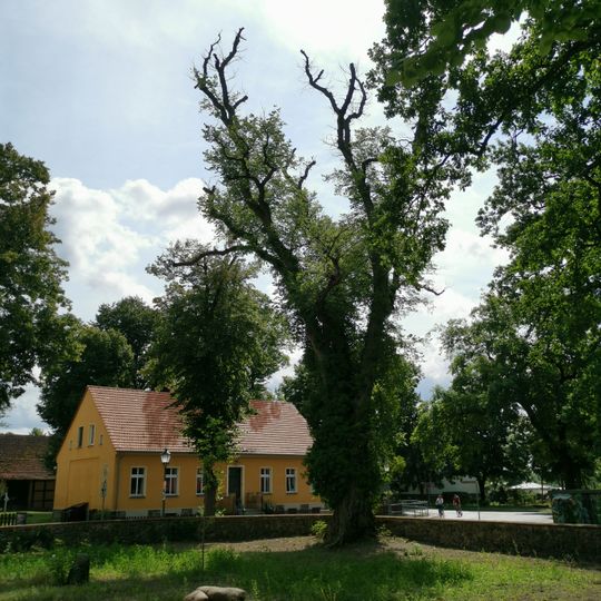 Naturdenkmal Ulme an der Kirche Gräbendorf